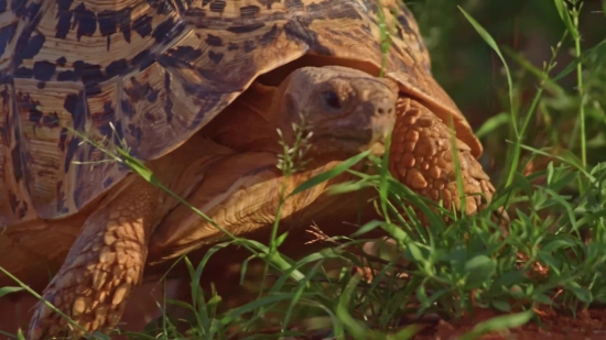 Free Stock Footage No Watermark, Turtle, Wildlife, Box Turtle, Wild, Reptile