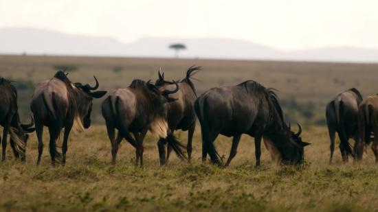 Free Stock Long Videos, Mammal, Wild, Wildlife, Antelope, Bull