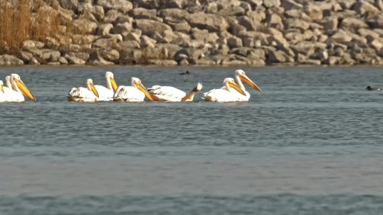 Free Stock Photos For Educational Use, Pelican, Seabird, Bird, Aquatic Bird, Water