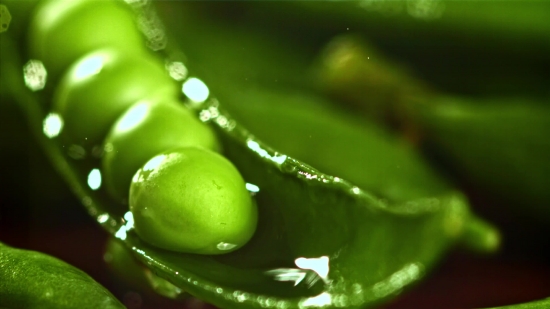 Free Stock Video Clips, Pea, Green Pea, Vegetable, Legume, Sugar Snap Pea