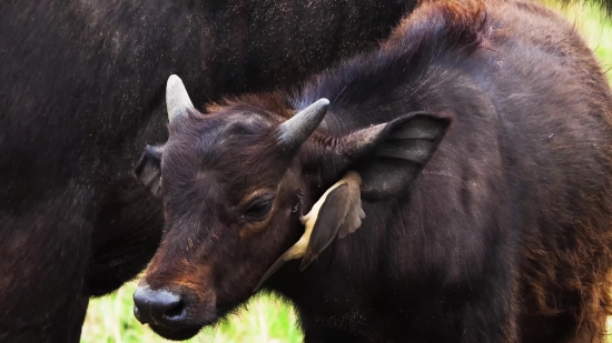 Free Stock Video Dancing, Calf, Young Mammal, Animal, Cow, Young