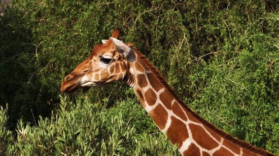 Free Stock Video Files, Giraffe, Animal, Wildlife, Mammal, Wild