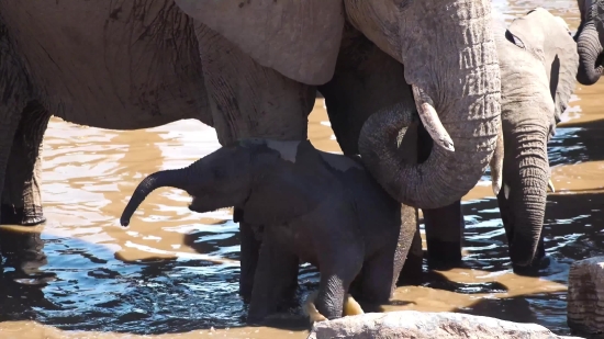 Free Stock Video Full Hd, Elephant, Mammal, Tusker, Safari, Wildlife