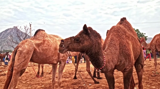 Free Stock Video Sites, Camel, Ungulate, Mammal, Desert, Animals