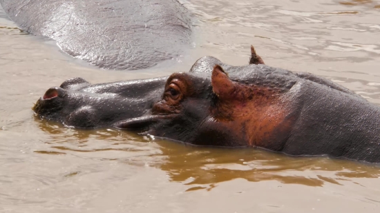 Free Stock Video Snow Falling, Hippopotamus, Ungulate, Mammal, Wildlife, Water