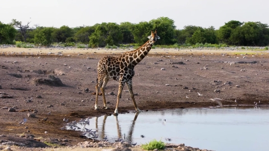 Free Stock Video Snow, Giraffe, Animal, Safari, Wildlife, Wild