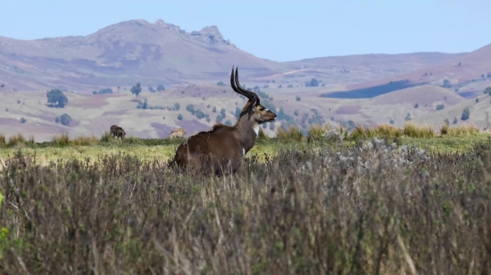 Free Stock Video With Audio, Buck, Deer, Antelope, Wildlife, Ibex