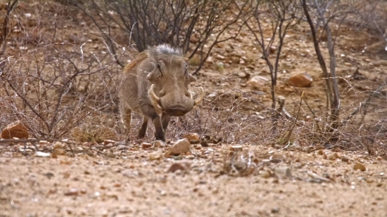 Free Stock Videos, Warthog, Swine, Ungulate, Mammal, Wild