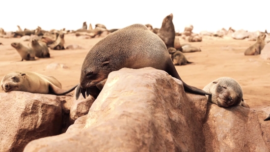 Free Storm Video, Sea Lion, Seal, Eared Seal, Walrus, Aquatic Mammal