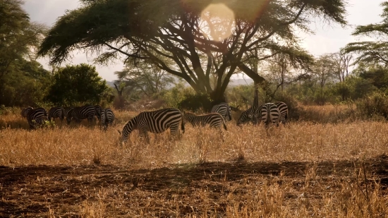 Free Ungraded Footage, Zebra, Equine, Ungulate, Wildlife, Mammal