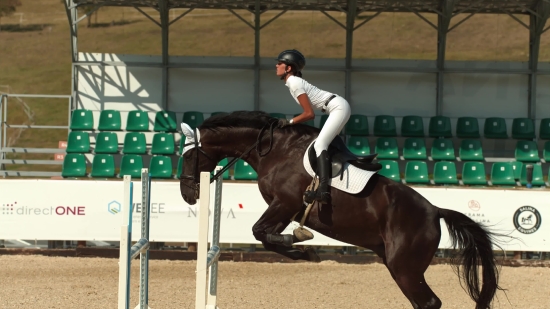 Free Vertical Video Clips, Horse, Vaulting Horse, Thoroughbred, Gymnastic Apparatus, Animal