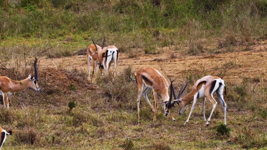 Free Video Background No Copyright, Gazelle, Antelope, Ruminant, Wildlife, Wild