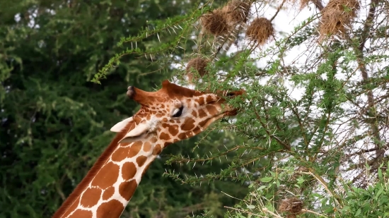 Free Video Background Zoom, Giraffe, Wildlife, Animal, Mammal, Wild