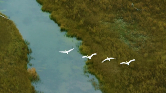 Free Video Backs, Egret, Heron, Wading Bird, Bird, Aquatic Bird