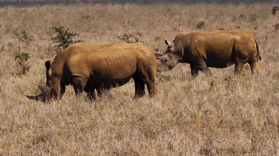 Free Video Black Background, Rhinoceros, Odd-toed Ungulate, Ungulate, Mammal, Placental