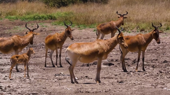 Free Video Cc, Antelope, Ruminant, Wildlife, Deer, Impala