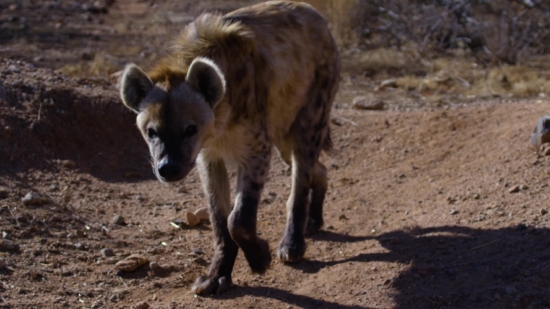 Free Video Elements Effects, Hyena, Canine, Mammal, Wildlife, Wild