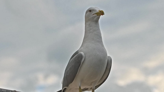 Free Video Footage Download, Gull, Coastal Diving Bird, Seabird, Bird, Wildlife