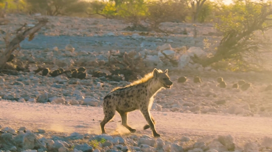 Free Video Footage Download Royalty Free, Hyena, Canine, Mammal, Wildlife, Coyote