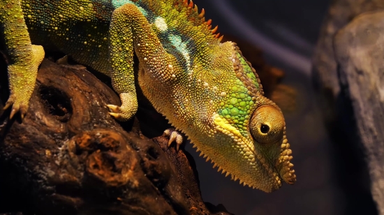 Free Video Forest, Chameleon, Person, Lizard, Reptile, Animal