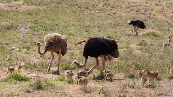 Free Video Free Video Free Video, Ostrich, Bird, Animal, Wildlife, Wild