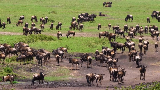 Free Video Landscape, Sheep, Ram, Grass, Farm, Ruminant