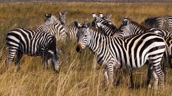 Free Video Nature Download, Zebra, Equine, Ungulate, Wildlife, Safari