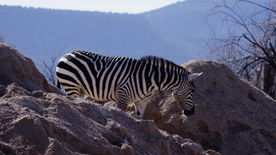 Free Video On, Zebra, Equine, Ungulate, Wildlife, Safari