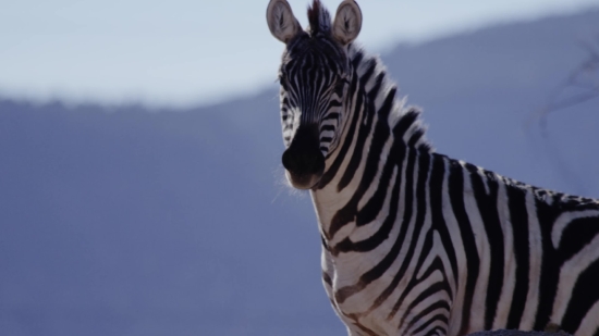 Free Video Photos Download, Zebra, Equine, Ungulate, Safari, Wildlife