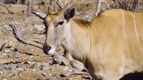 Free Video Stock Animation, Antelope, Cattle, Cow, Gazelle, Farm