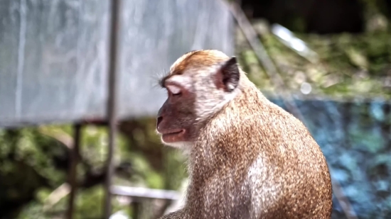 Free Video Stock Footage 4k, Macaque, Monkey, Primate, Wildlife, Wild