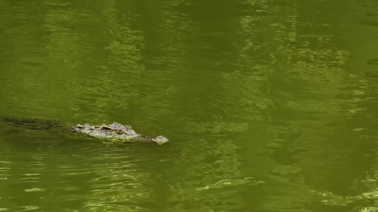 Free Video Stuff Download, Crocodile, Alligator, Water, Reptile, Lake