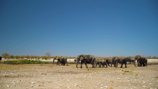 Free Video Vintage, Elephant, Mammal, Wild, Safari, Wildlife