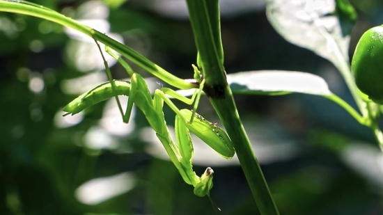 Free Videos For Reels, Mantis, Insect, Arthropod, Plant, Leaf