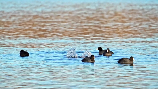 Free Videos For Website Background, Coot, Wading Bird, Water, Lake, Aquatic Bird