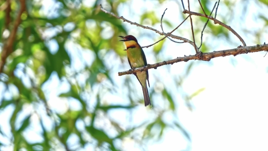 Free Videos For Website, Bee Eater, Bird, Wildlife, Branch, Feather