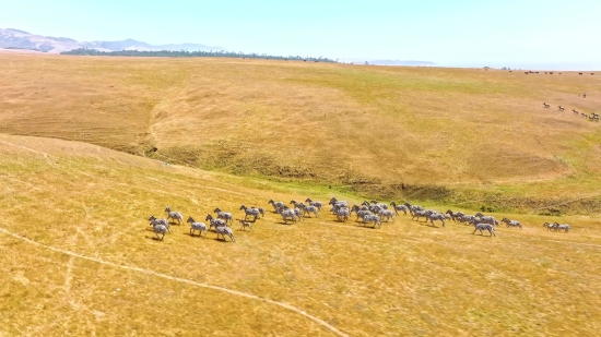 Free Videos No Copyright, Steppe, Plain, Land, Landscape, Field