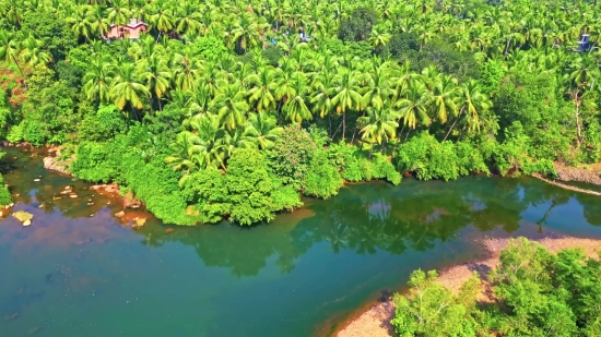 Free Vimeo Stock Footage, Tree, Woody Plant, Vascular Plant, White Mangrove, Landscape