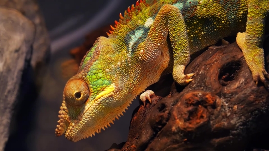 Free Virtual Background Videos For Zoom, Chameleon, Person, Animal, Lizard, Tropical