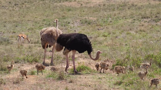 Free Without Copyright Video, Ostrich, Bird, Wildlife, Animal, Wild