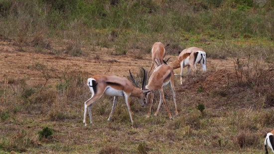 Freef Stock, Gazelle, Antelope, Ruminant, Wildlife, Deer