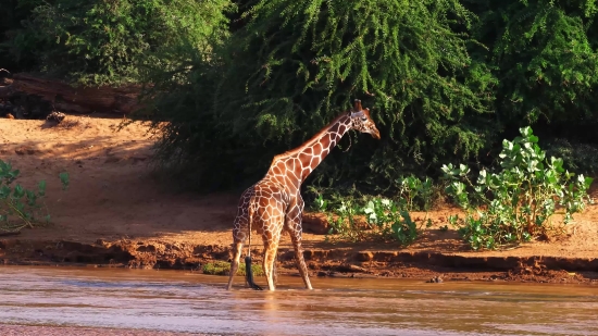 Freepik Video Footage, Giraffe, Animal, Wildlife, Safari, Wild