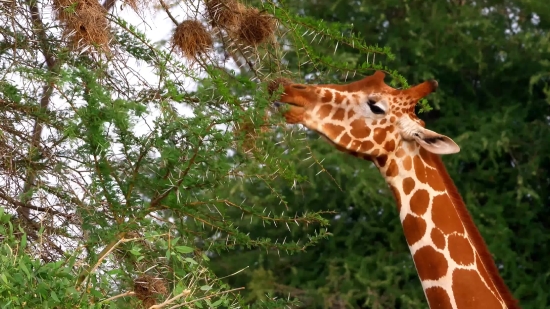 Freestatusdownload Com, Giraffe, Animal, Wildlife, Mammal, Wild