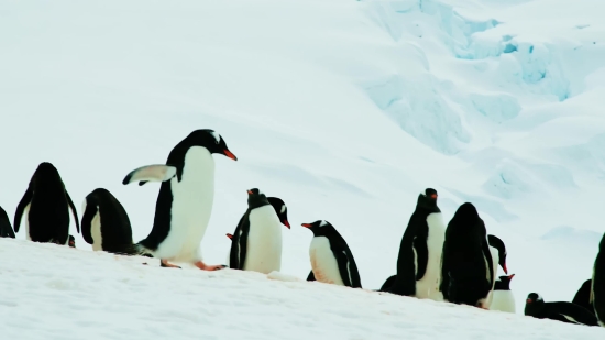 Freeze, King Penguin, Penguin, Snow, Cold Weather, Winter