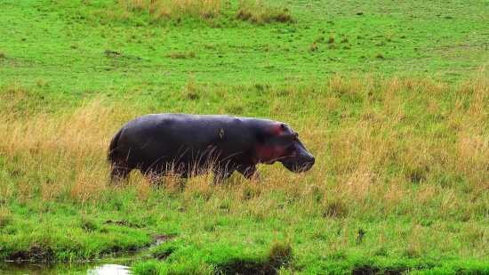 Friends Stock Video, Hippopotamus, Ungulate, Mammal, Wildlife, Wild