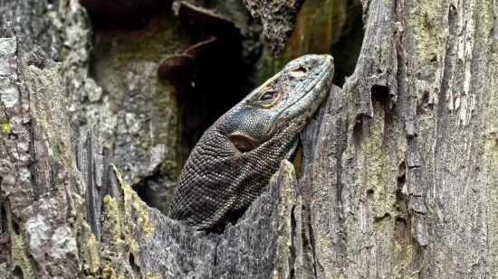 Frilled Lizard, Lizard, Reptile, Wildlife, Alligator Lizard, Wild