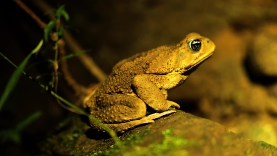 Frog, Amphibian, Animal, Tailed Frog, Tree Frog, Eye