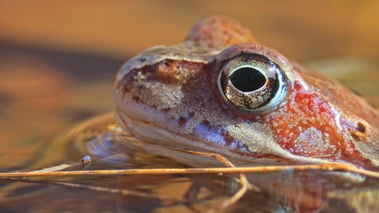 Frog, Amphibian, Bullfrog, Eye, Tailed Frog, Animal