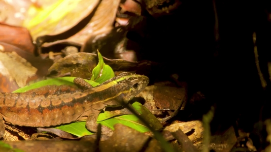 Frog, Amphibian, Lizard, Reptile, Chameleon, Wildlife