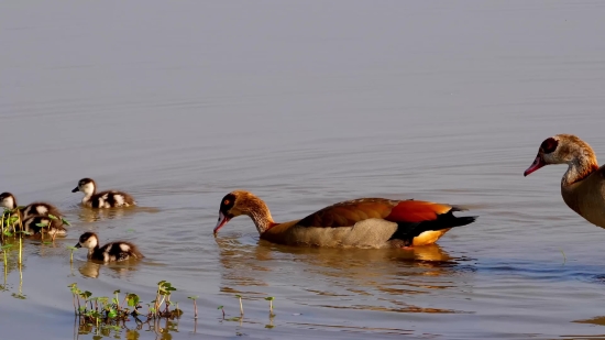 Full Hd Background Video, Drake, Duck, Waterfowl, Goose, Bird